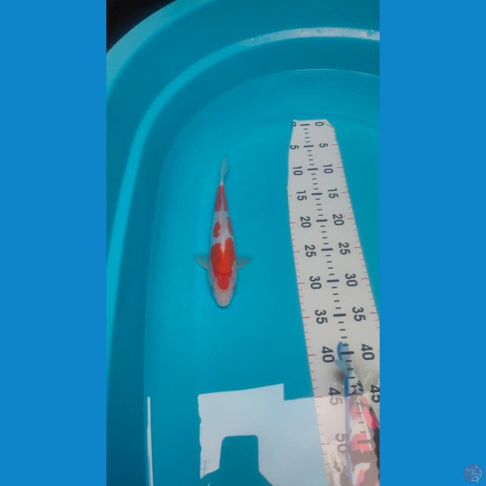 Kohaku Doitsu HQ 3step 25cm™