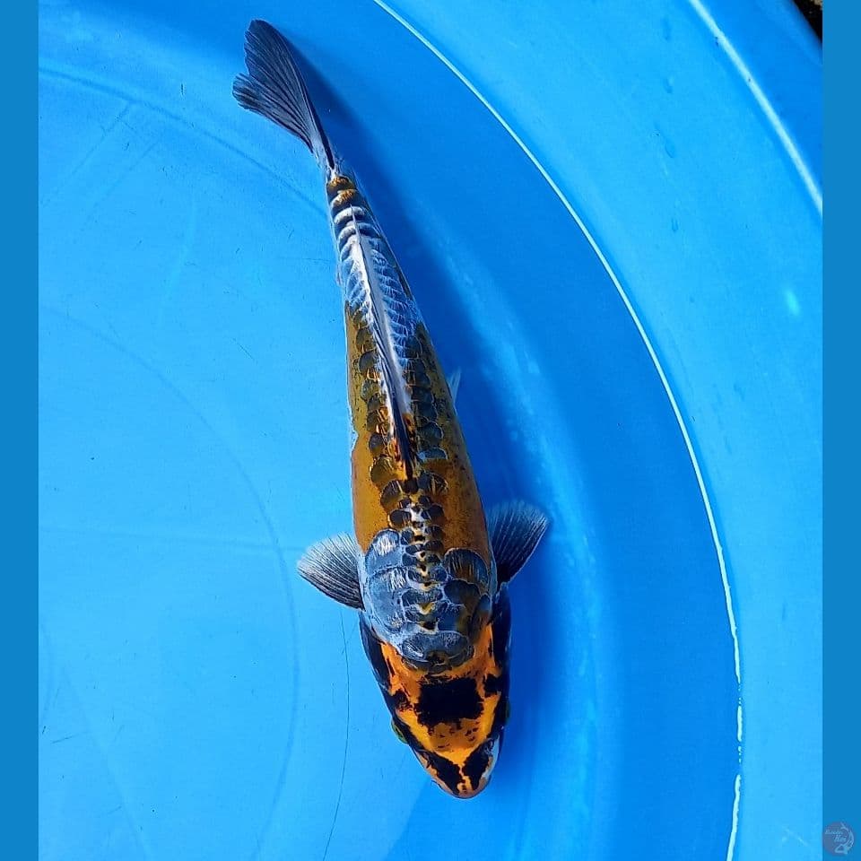 KIN KIKOKURYU 27CM FEMALE 