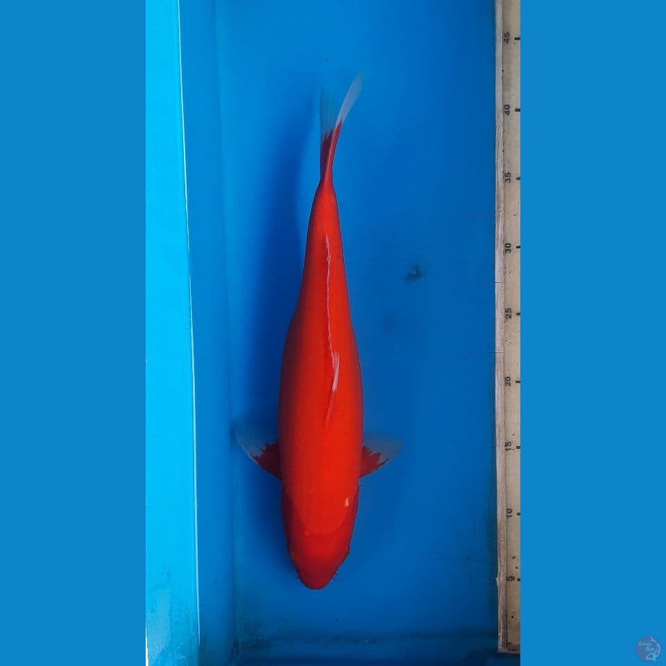 benigoi tembus