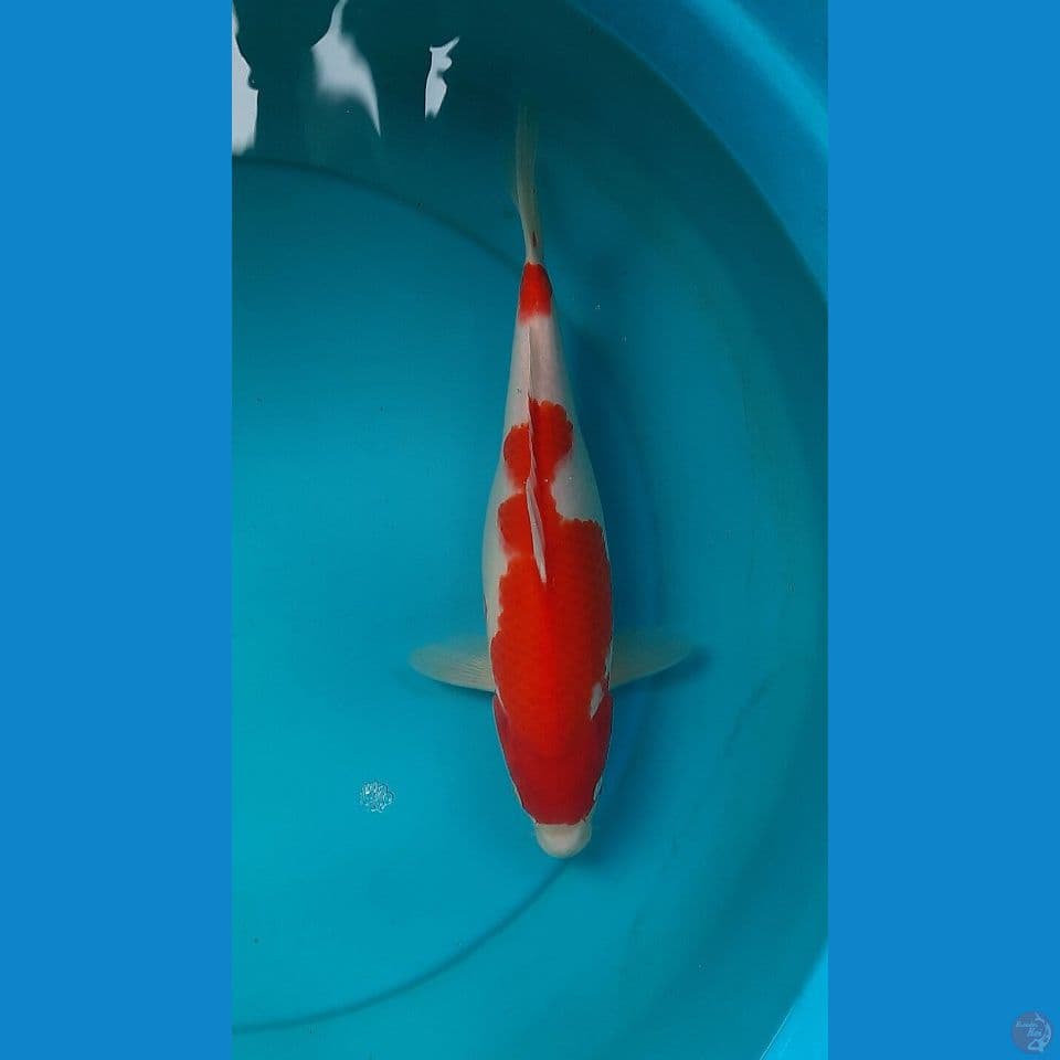 kohaku