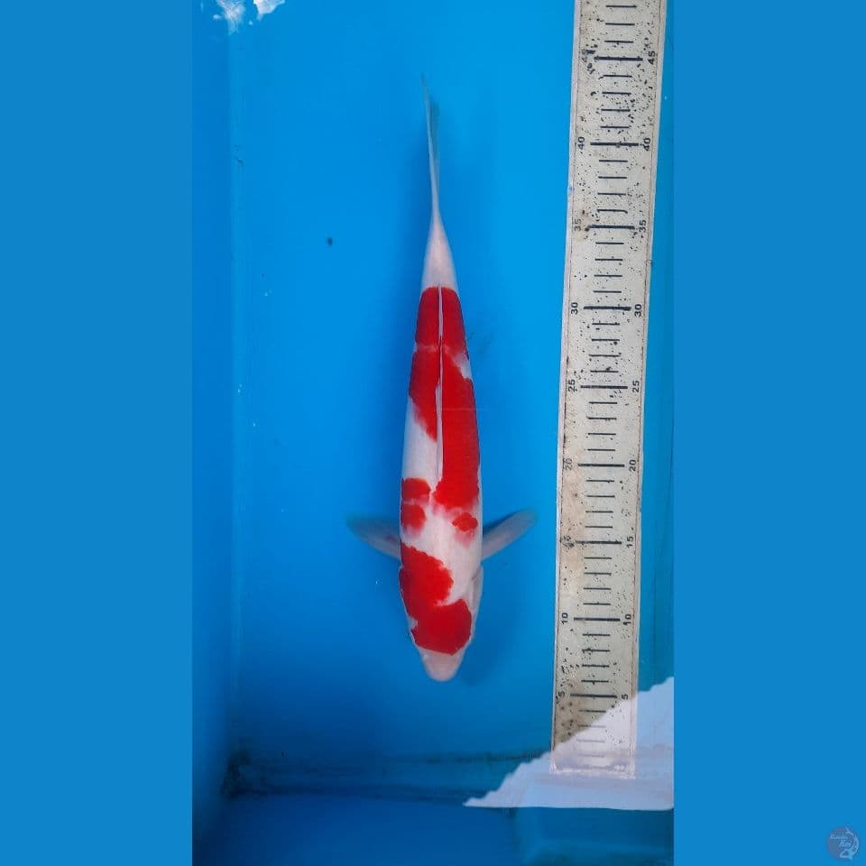 kohaku