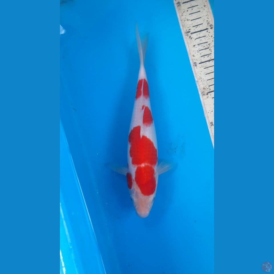 kohaku 