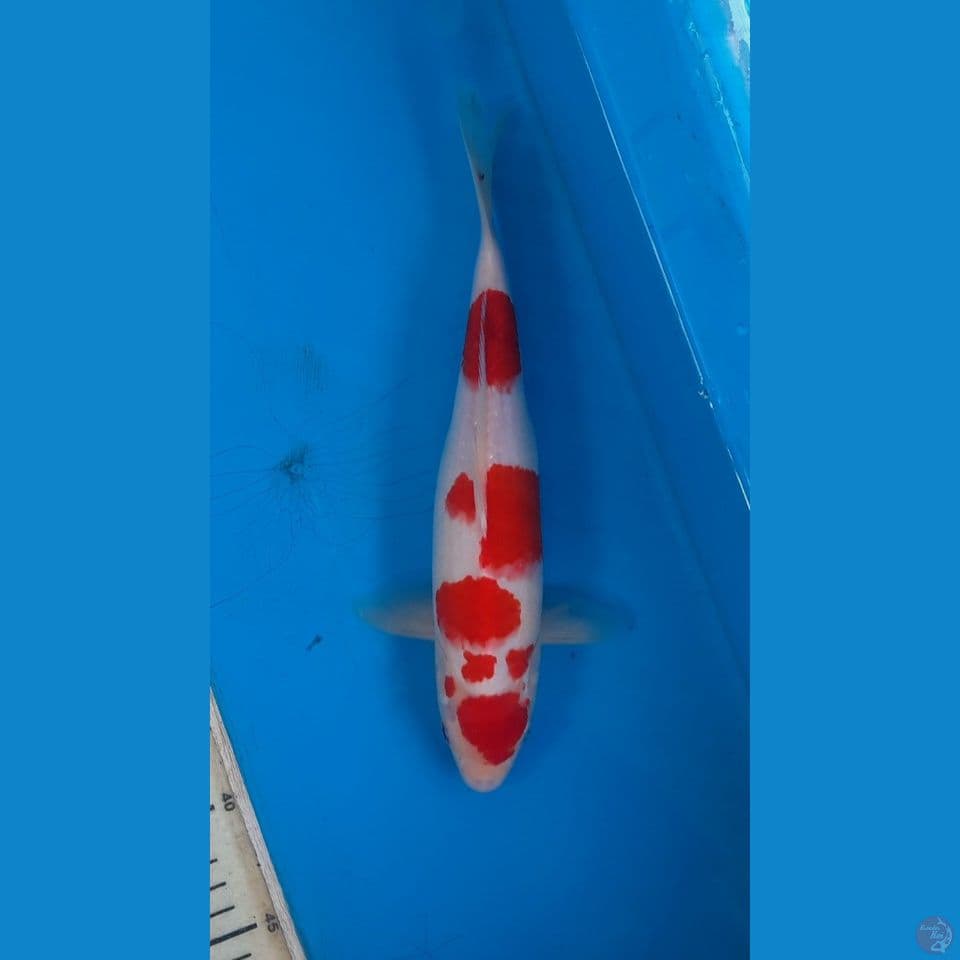 kohaku 