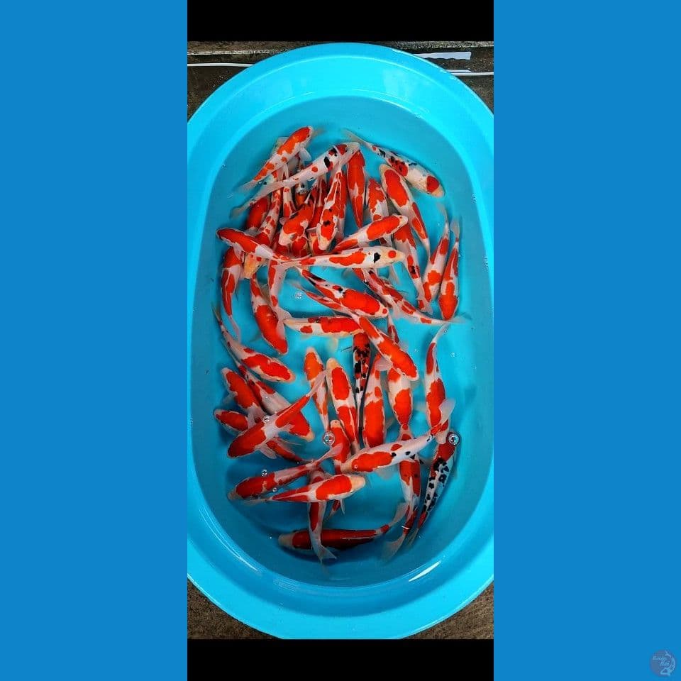 paket kohaku sanke 50 ekor 18 20 25 cm 