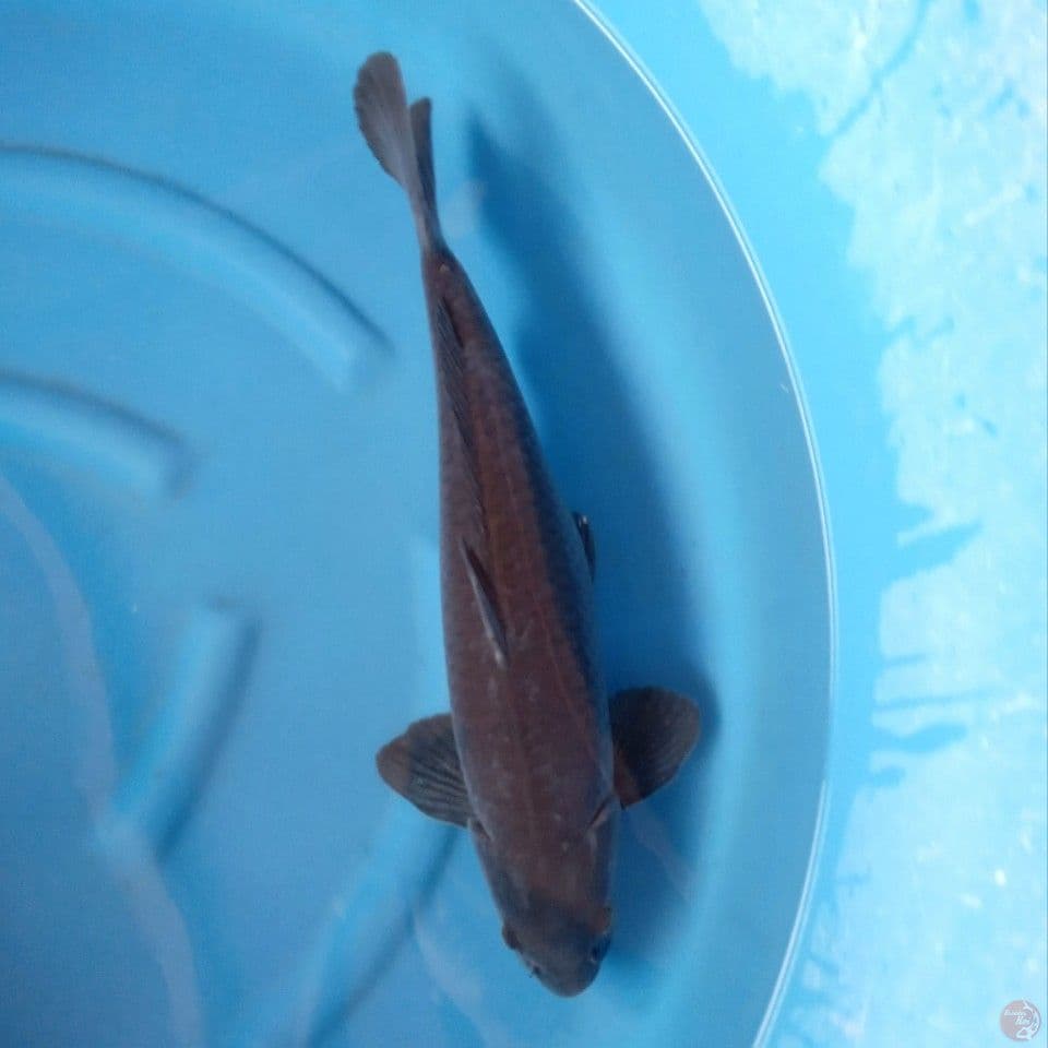 KARASU FULL BLACK MALE 55CM