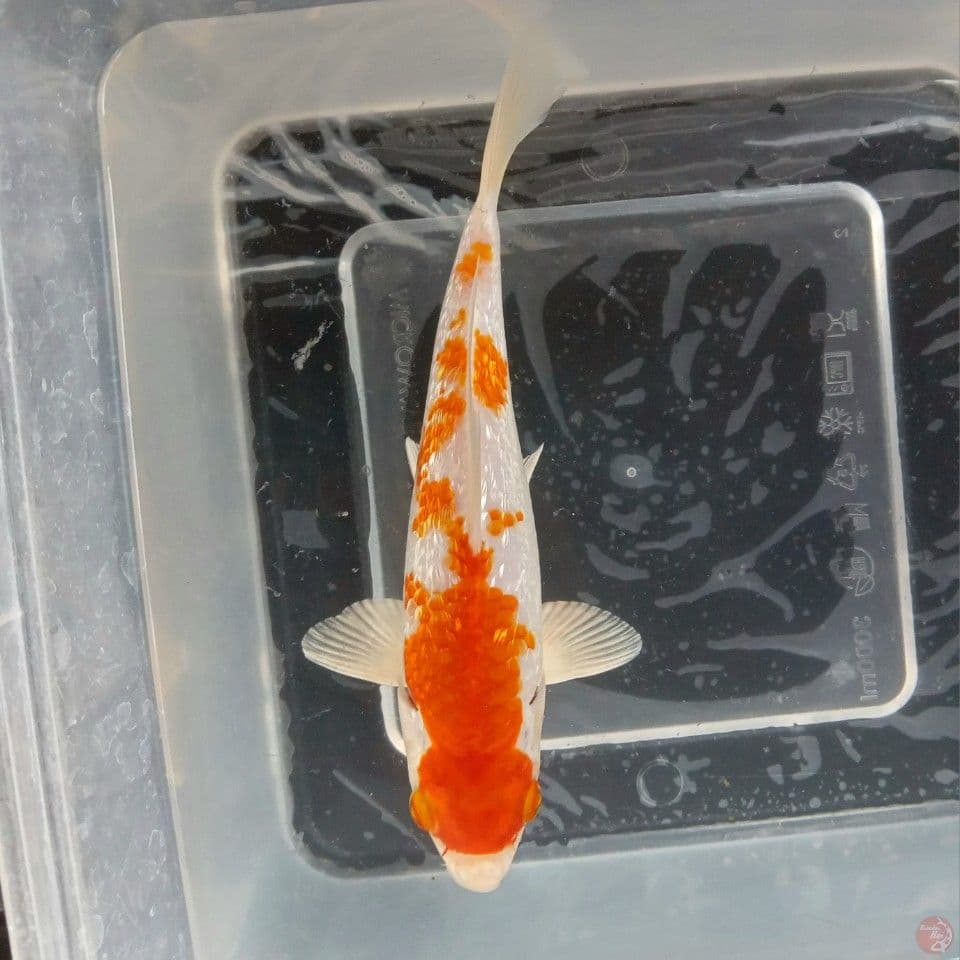 HARIWAKE GINRIN 17CM