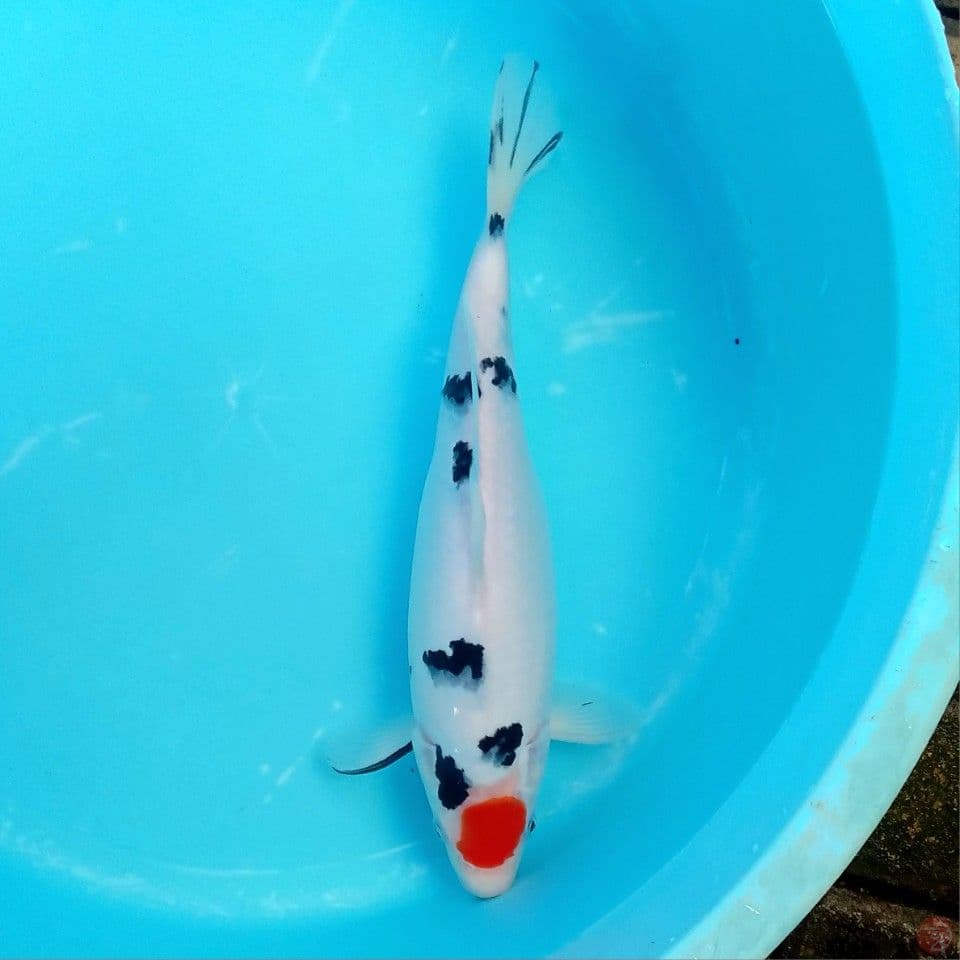 TANCHO SANKE ORI 35CM F