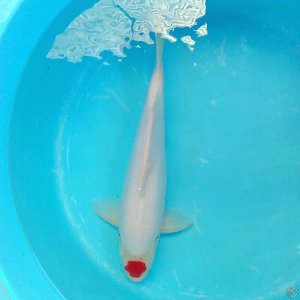 TANCHO ORI 40CM F