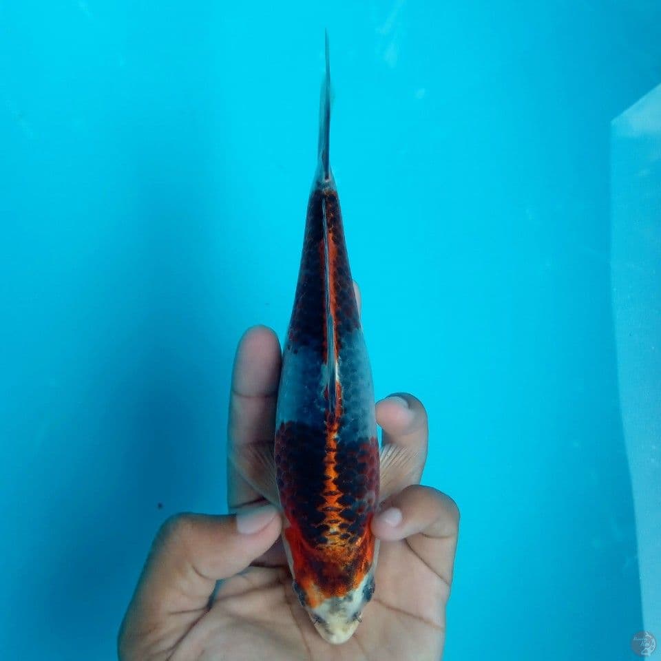 BENI GINGGA 18CM