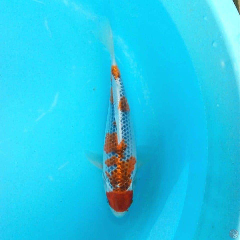 GOSHIKI RACING 30CM