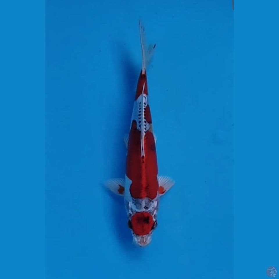 KIKO 24