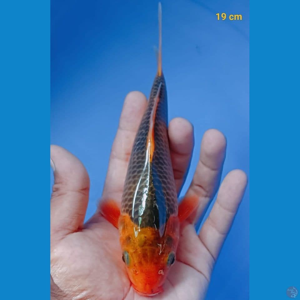 akamatsuba 19cm