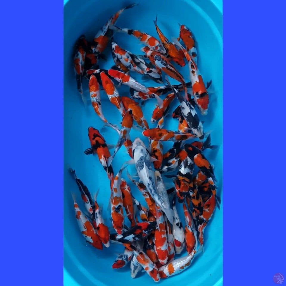 showa 15.25 cm (50 ekor)
