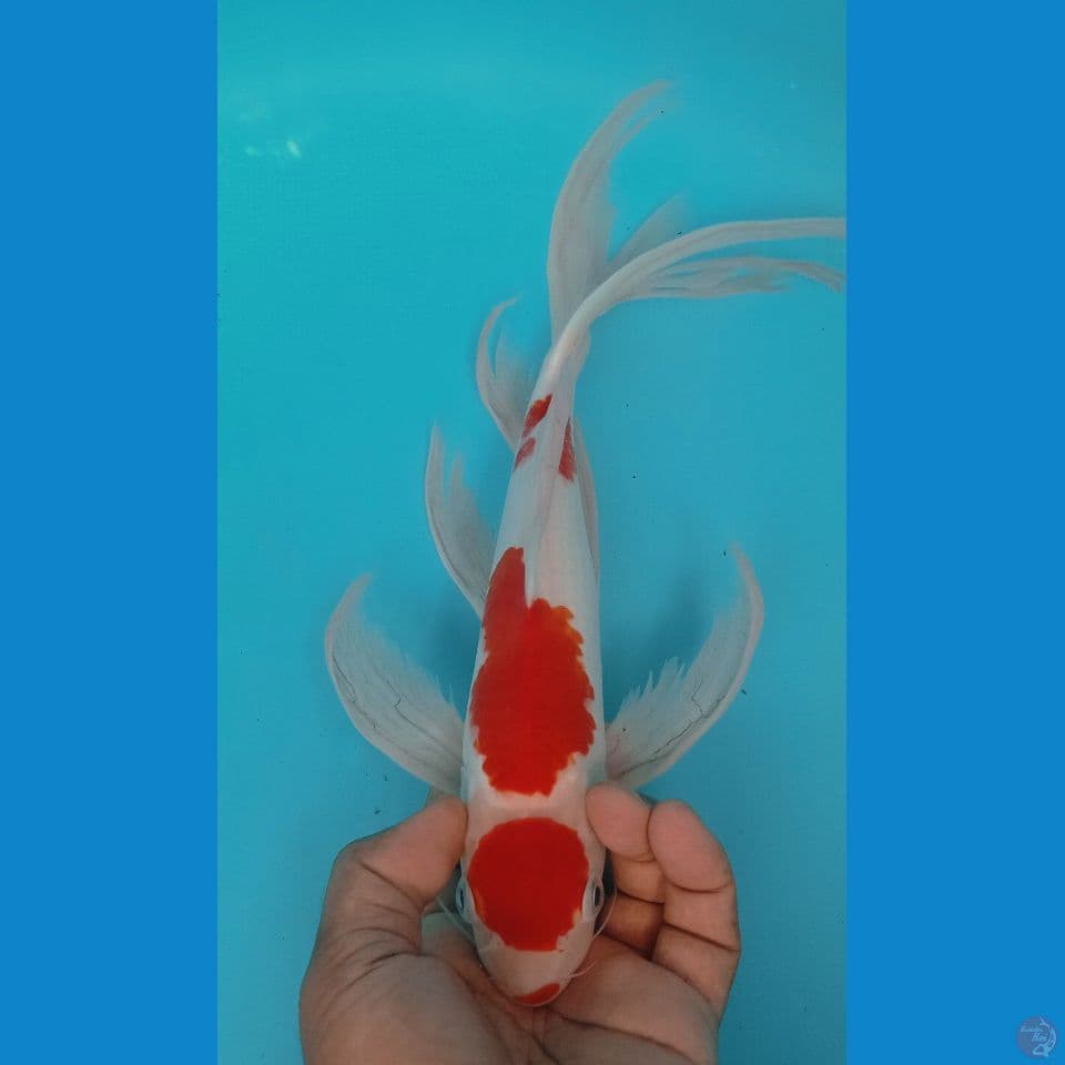 KOHAKU 35