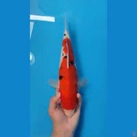 SANKE ~37CM FEMALE~