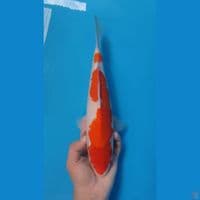 KOHAKU~32CM FEMALE~