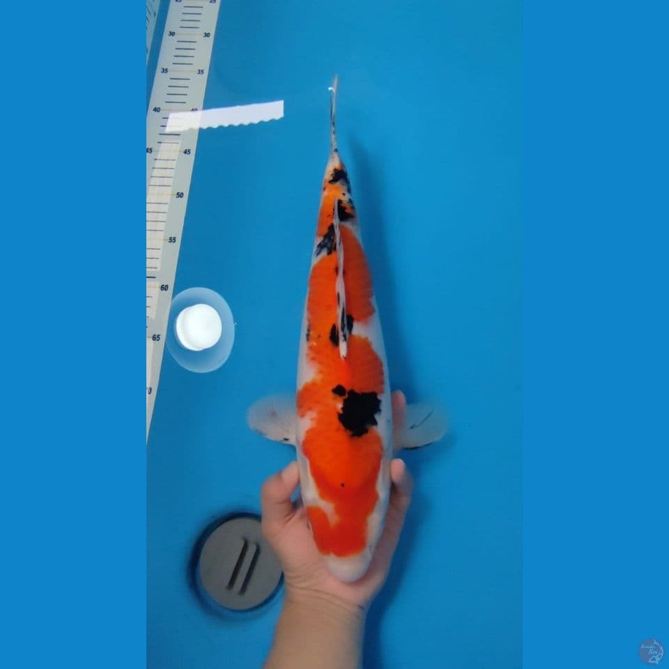 SANKE JUMBO~40CM FEMALE~