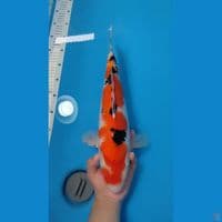 SANKE JUMBO~40CM FEMALE~
