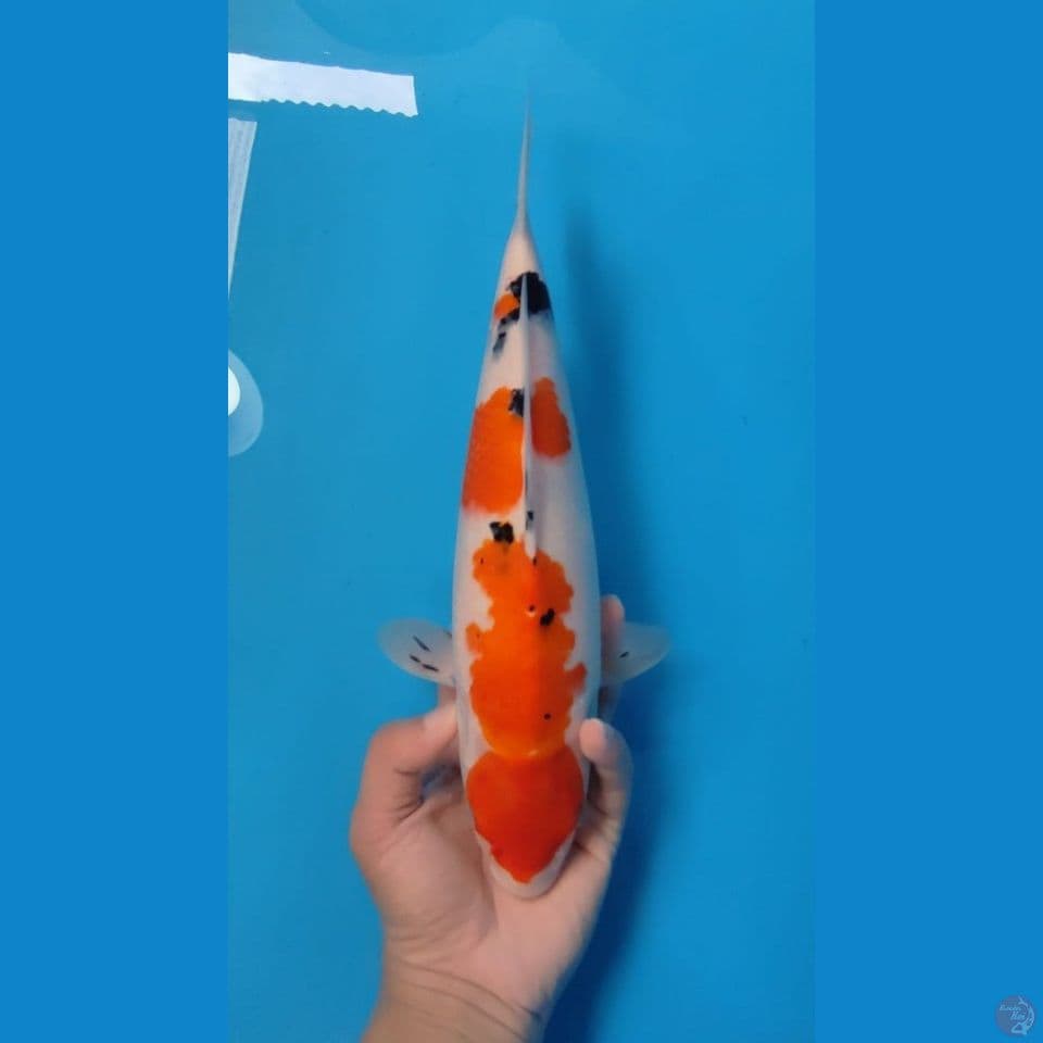 SANKE~32CM FEMALE~