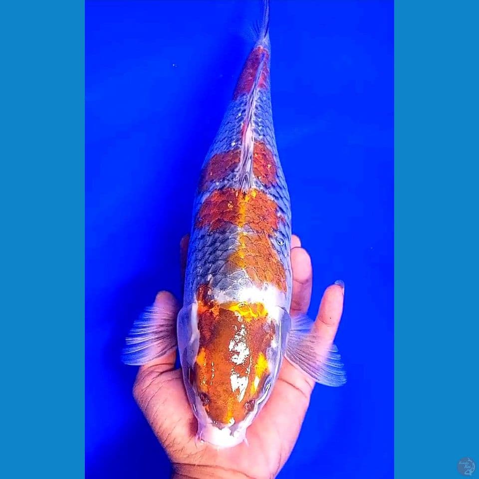 39 cm jumbo kogane fm