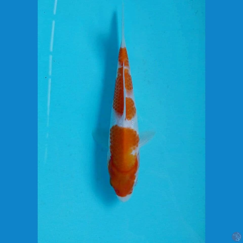 kohaku, 20 cm