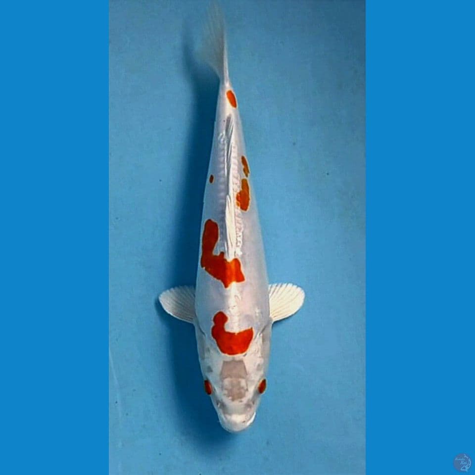 kikushui, 26 cm