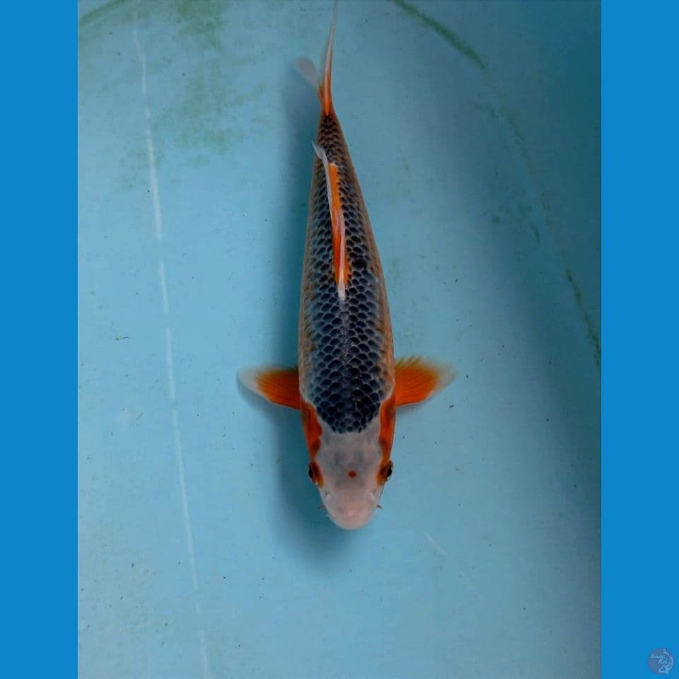 asagi, 28 cm