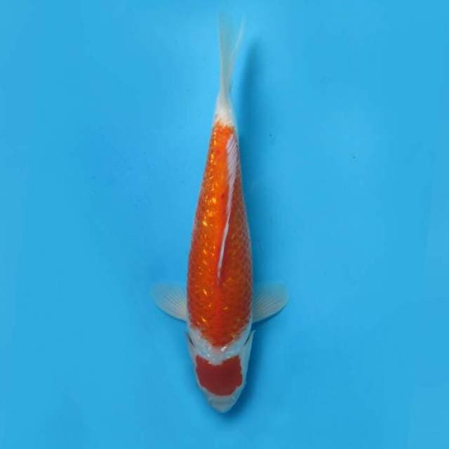 Maruten ginrin 33cm