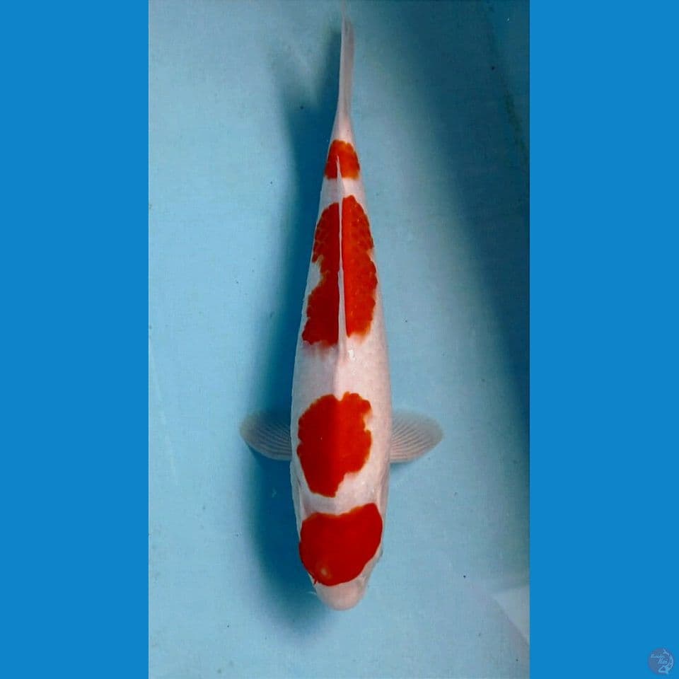 kohaku, 29 cm