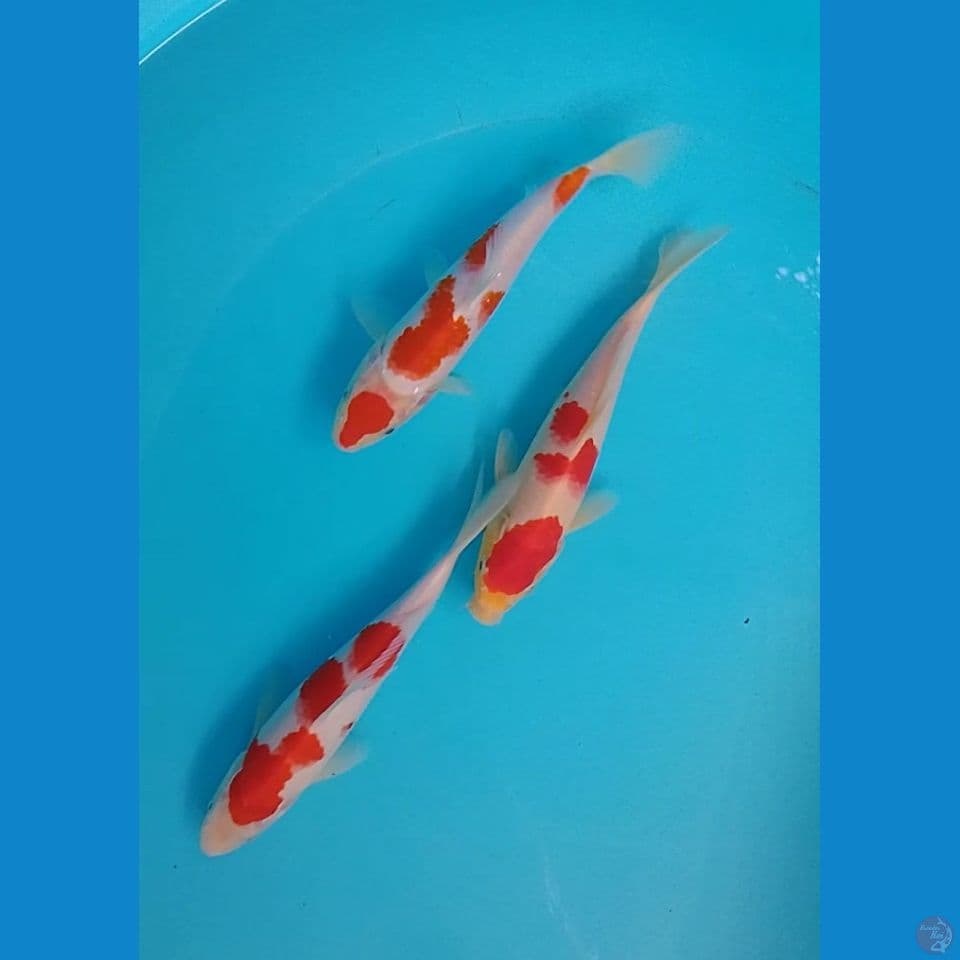 kohaku size : 20 22 cm 