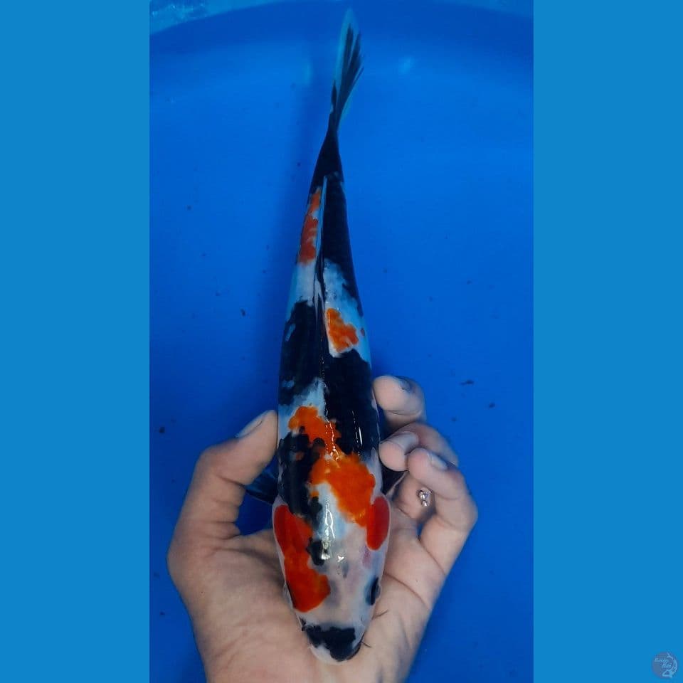 SHOWA 25CM