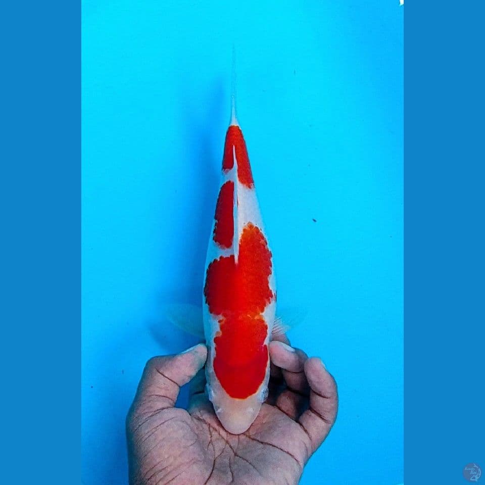 SUPER KOHAKU SQ ORIGINAL 