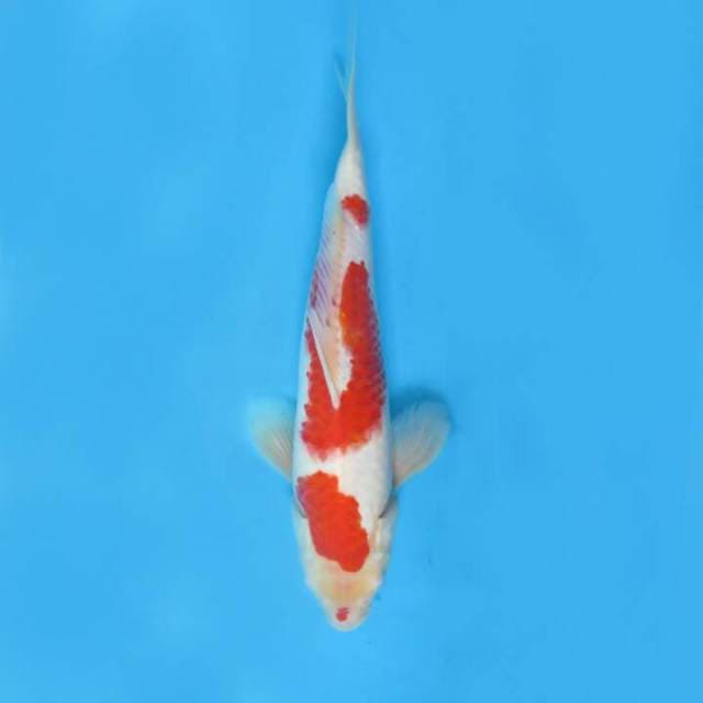 Kohaku sandan 31cm