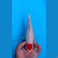 TANCHO KOHAKU ORIGINAL 