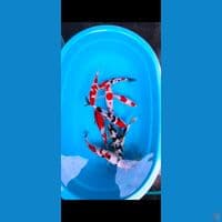 KOI MIX 25-35 CM 