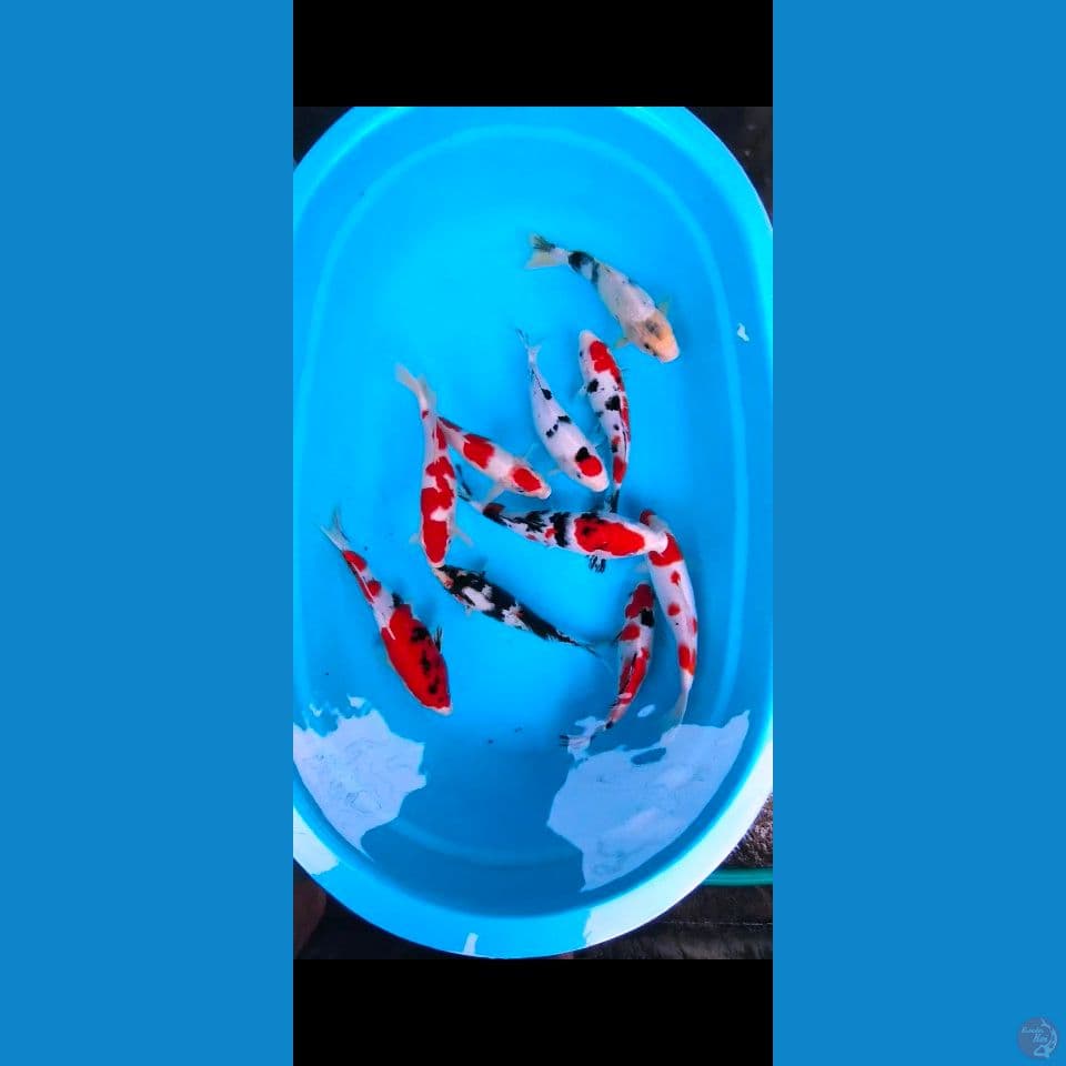 KOI MIX 25-35 CM 