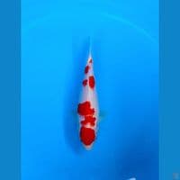 SUPER KOHAKU SQ