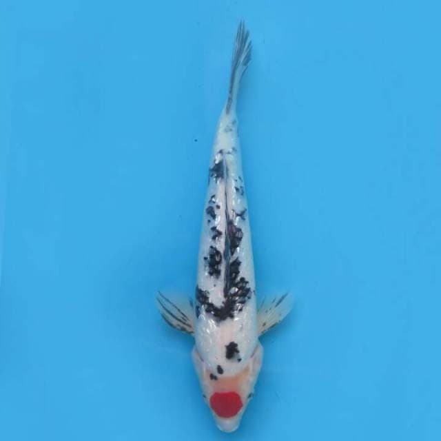 Tancho sanke 30cm