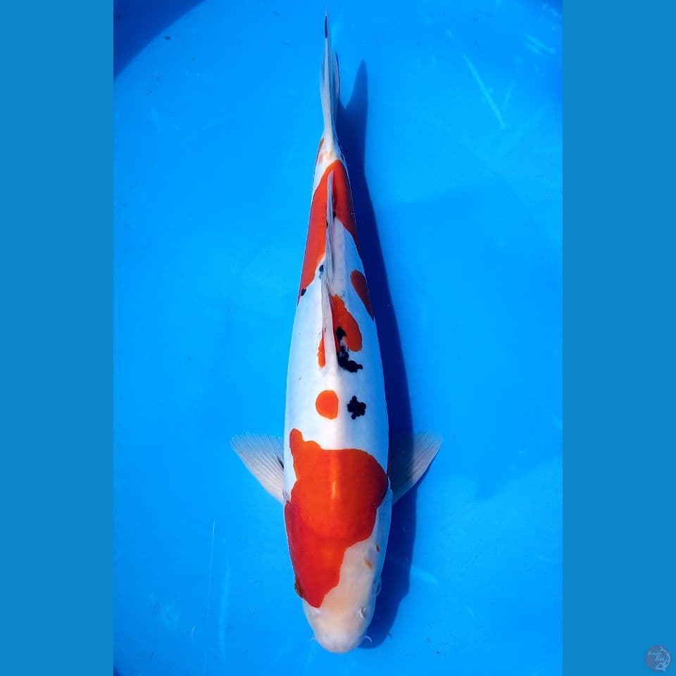 SANKE DOITSU 34CM MALE