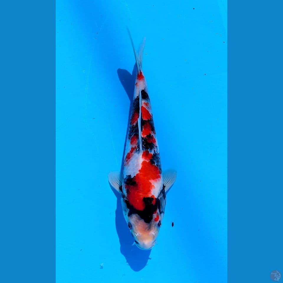 SHOWA SQ IMPORT SERTI ISA KOI FARM MALE 26CM