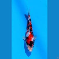 SHOWA SQ IMPORT SERTI ISA KOI FARM MALE 26CM