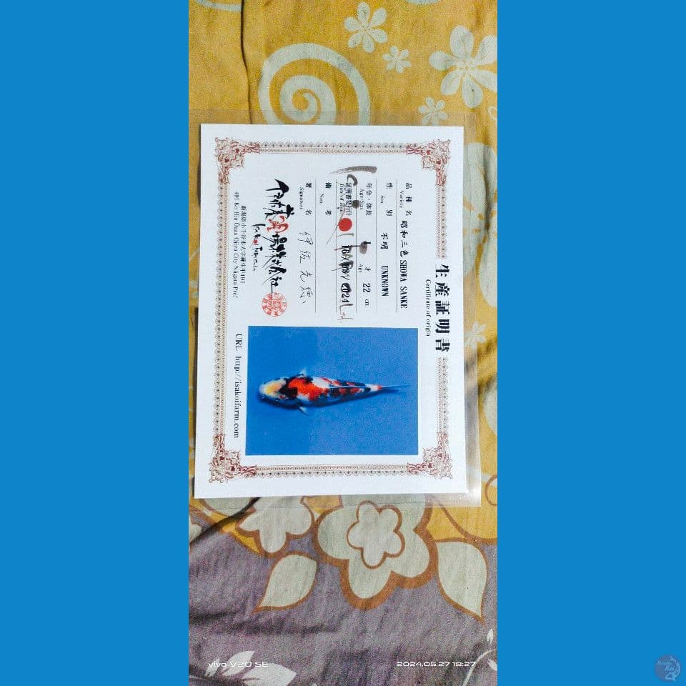 SHOWA SQ IMPORT SERTI ISA KOI FARM MALE 26CM