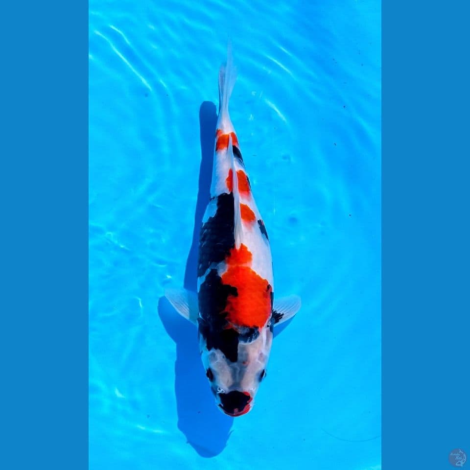 SHOWA SQ MALE 30CM IMPORT SERTI BREEDER