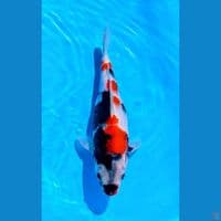SHOWA SQ MALE 30CM IMPORT SERTI BREEDER