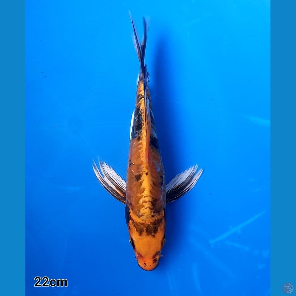 KIN SHOWA DOITSU 22cm