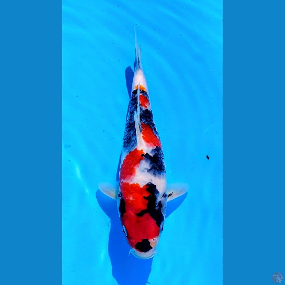 SHOWA SQ 25CM MALE IMPORT SERTI BREEDER ISA 