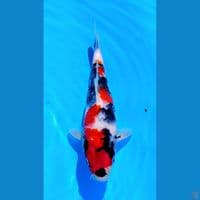 SHOWA SQ 25CM MALE IMPORT SERTI BREEDER ISA 