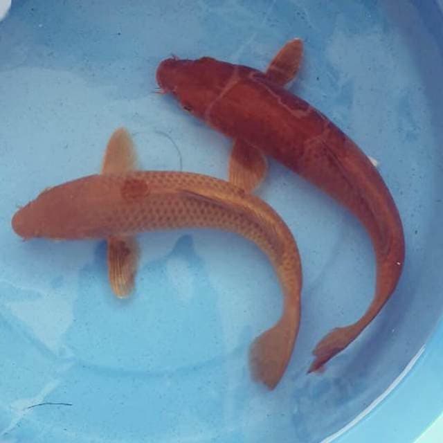 Tembaga 25-27cm