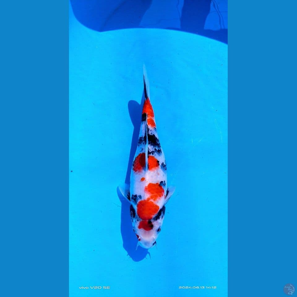 Showa sq female 27cm import serti breeder