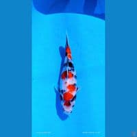 Showa sq female 27cm import serti breeder